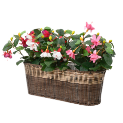 Altankasse "Julia" 50 cm.