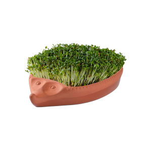 R�dt lerfad med karse, forme som at pindsvin. 