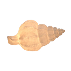Bordlampe "Shell" - conch shell