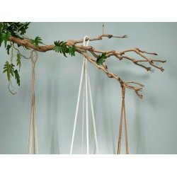 Hngeplante "Philodendron"