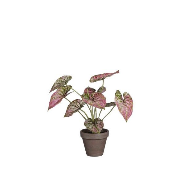 Kunstig plante "Caladium"