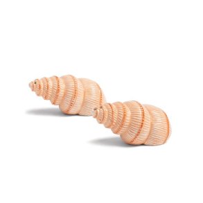 Salt & peberst - konkylier