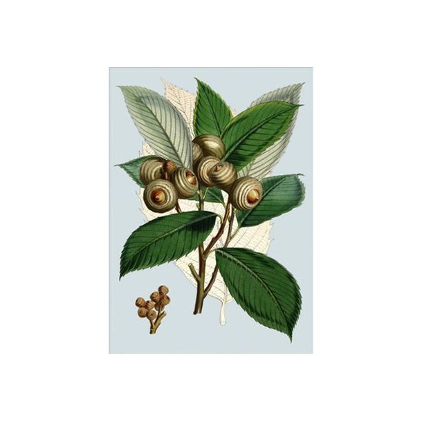 Plakat Acorn branch - 70x100cm.