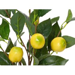 Citrontr i potte 45 cm.