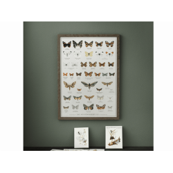 Plakat - "Sommerfugle" - A2