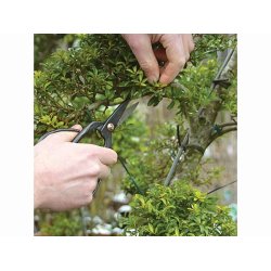 Bonsai saks - 12 cm.