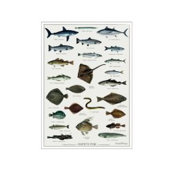 Plakat - "Havets Fisk" - A2