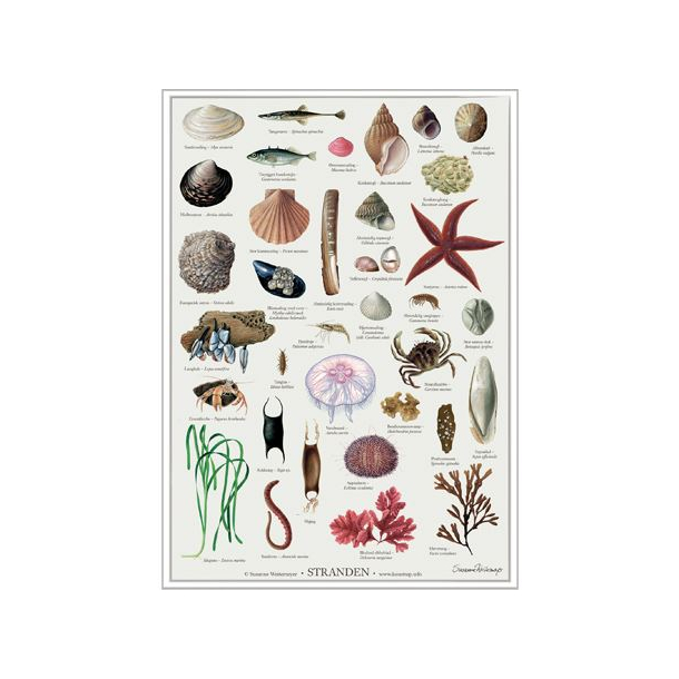 Plakat - "Stranden" - A2