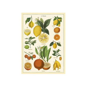 Vintage plakat Citrus - 50x70 