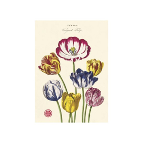 Vintage plakat Tulipaner - 50x70 