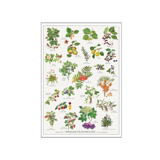 Plakat - "spiselige vilde frugter" - A2