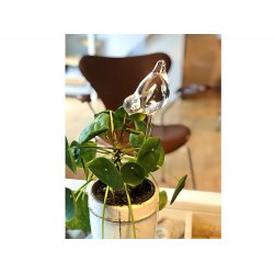 Selvvandingsfugle glas - st af 2