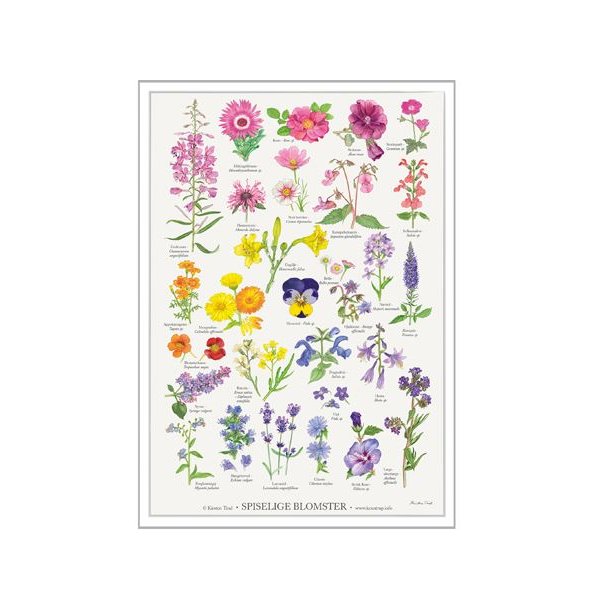 Plakat - "spiselige blomster" - A2